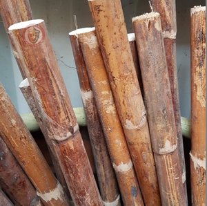 เสาหวายติดผนังเสาหวายสดทั้งเสาหวายในเวียดนาม - Product Image 6