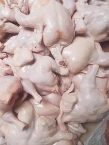 อาหารแช่แข็งทั้งเนื้อไก่อุ้งเท้าไก่สำหรับขายจำนวนมากบราซิลกล่องด้านบนสไตล์ปูทรานส์ผสมบรรจุภัณฑ์น้ำหนัก - Product Image 4