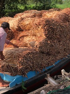 Vente en gros au Vietnam de jacinthe d'eau séchée de haute qualité/Exportation de grandes quantités de jacinthe d'eau séchée traditionnelle à bon prix - Product Image 5