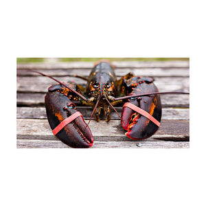 Homard entier cru de qualité supérieure, préparé pour les acheteurs en gros avec livraison rapide - Product Image 2