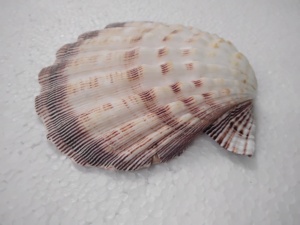 Conchas de mar multicolores naturales adecuadas para usar como colgantes por diseñadores de joyas ideales para reventa - Product Image 4