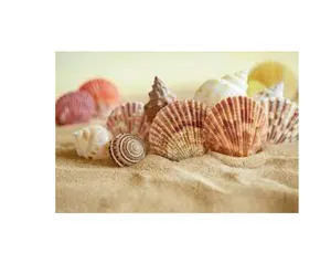 Produto Banhado Sea Shell Beads Conchas Brancas Cowry Conchas Natural Seashell Beach Decor 99GD Do Vietnã