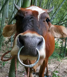Anillos ajustables de acero inoxidable para nariz de ganado para botas de equitación, caballo, vaca, tracción bovina, suministros para animales, garras para patas - Product Image 6
