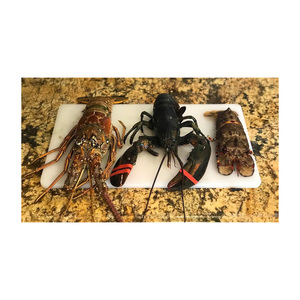 Homards frais disponibles à la vente en gros à des prix compétitifs - Product Image 3