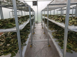 Wholesale Soursop Leaves Dried Graviola Leaf <b>Tea</b> Ingredient For Global Export Supply - Product Image 5
