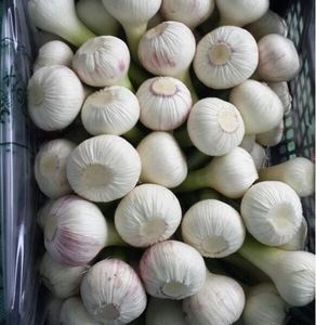 กระเทียมสดออร์แกนิคจากประเทศจีน - Product Image 5