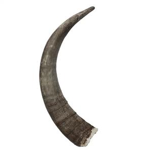 Venta de Cuerno de Búfalo y Vaca como Sustituto del Cuerno de Rinoceronte para el Tratamiento de la Hipertermia, Cuerno de Búfalo al por Mayor - Product Image 2