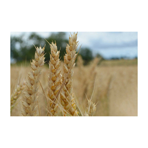 Grano de trigo integral orgánico de la mejor calidad disponible a la venta a precio barato grano de trigo integral orgánico al por mayor - Product Image 3