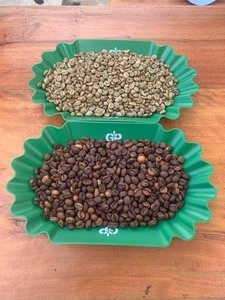 Café de Granos Verdes de Nueva Cosecha - Granos de Café Arábica Premium - Más Vendido a Buen Precio - Empacado a Granel en Bolsas de 60 kg/PP - Product Image 5