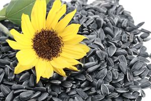 Graines de tournesol séchées brutes de haute qualité 361 et 363 en promotion - Précommandez dès maintenant - Product Image 5