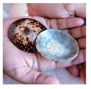 เปลือกหอย Limpet สำหรับตกแต่งเปลือกหอยสำหรับเลี้ยงลูกด้วยนมเปลือกหอยทำด้วยมือจากโรงงานเวียดนามสำหรับเครื่องประดับและงานฝีมือ - Product Image 1