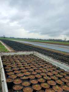 Premium Sphagnum Peat Moss <b>Potting</b> Mix Ideal <b>potting</b> soil for decorative greenery vegetables and <b>herbs</b> - Product Image 4