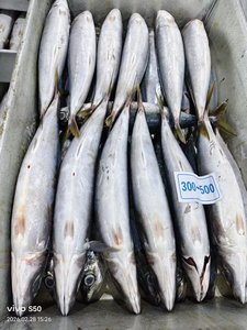 Pesce Scad Muroaji IQF Congelato Biologico Naturale per Esche Marine - Marca HUANGDA, Cartone da 10kg, Giallo - Product Image 2