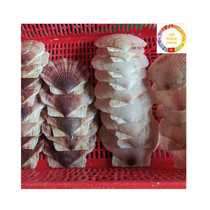 Conchas de vieiras decorativas naturales para bodas, eventos, decoración del hogar o productos de spa, calidad de exportación a granel - Product Image 3