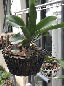 Pots à orchidées en plastique noir en gros, taille 250x165 avec logo personnalisé, utilisation en extérieur pour la maison et le jardin, modèle GL-A25 - Product Image 2