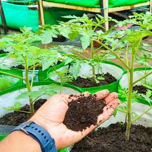 Fertilizante Orgánico de Compost Verm de la India, 1 kg - Alta Calidad, Calidad de Exportación, Excelente Precio - Product Image 2