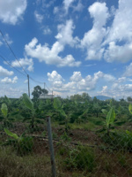 Exportador Mayorista de Plátanos Cavendish Frescos Orgánicos Sin OMG de Vietnam, que Ofrece Frutas Tropicales de Primera Calidad, Limpias, Dulces y Nutritivas