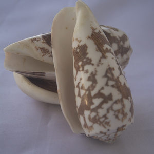 Conidae Conus Striatus Shell SEASHELL JEWELRY Motivo natural pulido - Product Image 5