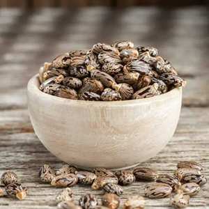 Graines de ricin de qualité supérieure haute teneur en huile en vrac exportateur direct d'approvisionnement en usine - Product Image 2