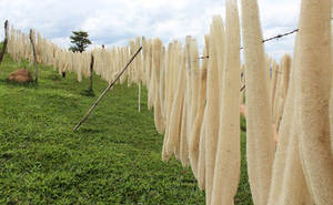 แปรงขัดตัวอาบน้ำใยบวบธรรมชาติเป็นมิตรกับสิ่งแวดล้อมแปรงขัดผิวขณะอาบน้ำทำความสะอาดถุงมือสบายออกแบบมาเพื่อสะดวก - Product Image 5