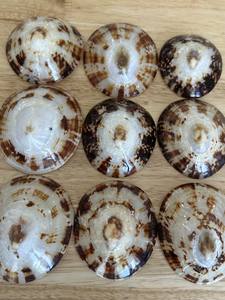 Gran venta, precio más barato, Murex Operculum Shell Limpet, artesanía para decoración del océano de Vietnam - Product Image 6