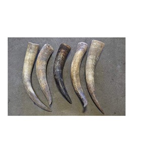 Uffalo par cuerno con pieza decorativa de pared pulida aspecto moderno cuerno de búfalo para la mejor calidad pieza - Product Image 5