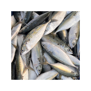 Atún indio congelado de alta calidad ofrecido a precios competitivos para distribuidores y procesadores de mariscos. - Product Image 5