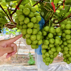 Uvas Verdes Orgánicas Sin Semillas de Alta Calidad del Reino Unido - ¡Mejor Precio! Frescas y Dulces en Oferta - Product Image 3