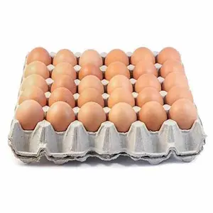 Bulk Sale Fresh Chicken Brown und White Table Eggs & befruchtete Brute ier zum Verkauf