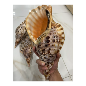 Conchas de mar de trompeta de calidad superior para decoración, acuario, uso de cuerno de caracola, artesanías y pedidos de exportación a granel - Product Image 3