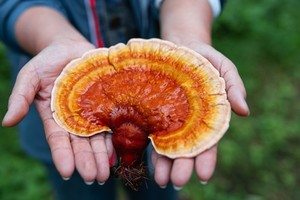 Hongo Reishi rojo entero crudo más vendido Ganoderma Lucidum Reishi ángulo de hongo - Product Image 4