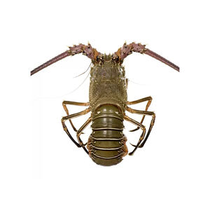 Royal spiny <b>lobster</b> available for export to seafood distributors and wholesalers - Product Image 3