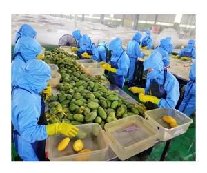 Mangue séchée douce de qualité supérieure naturellement sucrée des fermes vietnamiennes | Mangue séchée douce à la saveur tropicale pour les acheteurs en vrac - Product Image 5