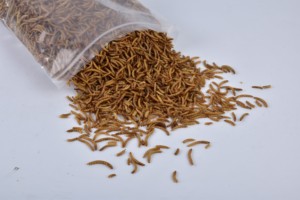 Alimento Natural Seco para Aves, Gusanos de la Harina, Alimento Especial para Aves - Product Image 3