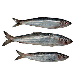 Vente en gros de hareng congelé de qualité supérieure, de qualité premium, procédé BQF, poisson entier - Product Image 4