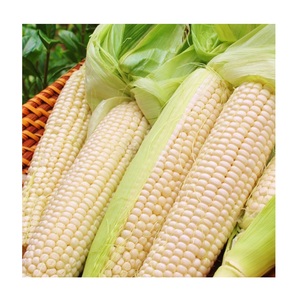 ข้าวโพดขาวสำหรับบริโภคของมนุษย์ ไม่ใช่พืช GMO ข้าวโพดขาว/ข้าวโพดขาวสำหรับอาหารสัตว์ ข้าวโพดป๊อปคอร์น ข้าวโพดขาว - Product Image 6