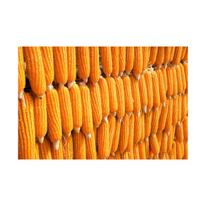 Maíz de maíz seco amarillo para alimentación animal y avícola Grano nutritivo esencial para aves y ganado saludables - Product Image 1