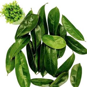 ใบฝรั่งอบแห้ง-ส่วนผสมสมุนไพรธรรมชาติแท้ 100% ยี่ห้อ EXPAD - Product Image 4