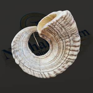 Golosinas para masticar de cuerno de carnero natural de primera calidad para perros-Artesanía de estilo animal pulido más vendida por Nhe Overseas - Product Image 2