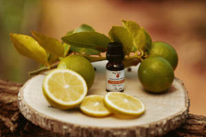 Huile Essentielle Liquide 100% Pure de Feuille de Mandravasarotra SARO Cinnamosma Fragrans, Note Boisée-Épicée, Durée de Conservation de 3 Ans - Product Image 3