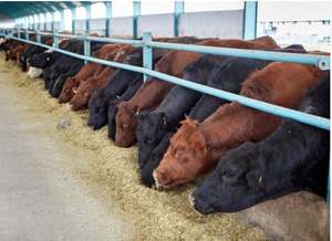 Farine de sang à haute teneur en protéines aliments pour animaux séchés pour poissons bovins chevaux exportés fabriqués en gros avec un prix compétitif - Product Image 2