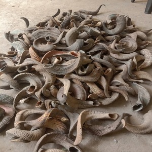 Corne de bélier Corne de bélier finie Corne de bélier brute stockée chez A Z Crafts - Product Image 3