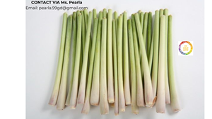 สมุนไพรตะไคร้สดสำหรับปรุงแต่งรสชาและปรุงอาหารใช้ในเวียดนาม - Product Image 4