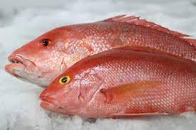 Proveedor principal de pescado congelado, pargo rojo, patudo, filete fresco y seco a precio mayorista - Product Image 3