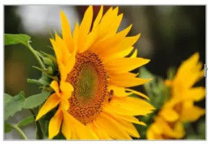 Aceite de Girasol Refinado Comestible Ligero y Diseñado para Fábricas de Alimentos, Restaurantes, Empresas de Catering y Suministro de Exportación a Granel - Product Image 2