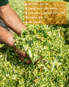 Silage de maïs pour bovins laitiers et bovins à viande - Product Image 3