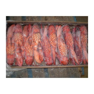 Homards surgelés de haute qualité disponibles à la vente à bas prix - Product Image 4
