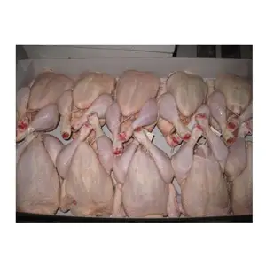 Pollos enteros congelados Halal a granel a la venta