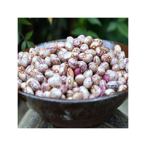 ถั่วน้ำตาลแห้งสำหรับการส่งออกจำนวนมากไปยังอุตสาหกรรมอาหาร - Product Image 2