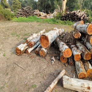 Eucalyptus round <b>logs</b>/Timber Round Pattern Eucalyptus Timber <b>Wood</b> <b>Logs</b> Included - Product Image 2